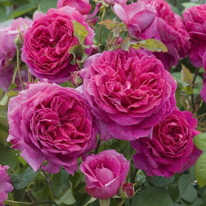 Princess Anne™ David Austin® English Shrub Rose