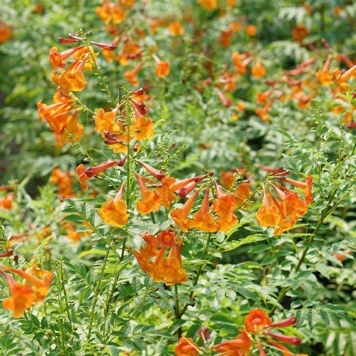Tecoma x 'TEC14004' PP 33,456  - Chicklet® Orange Trumpet Bush