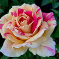 Rosa 'True Delight'  - True Bloom™ True Delight Rose