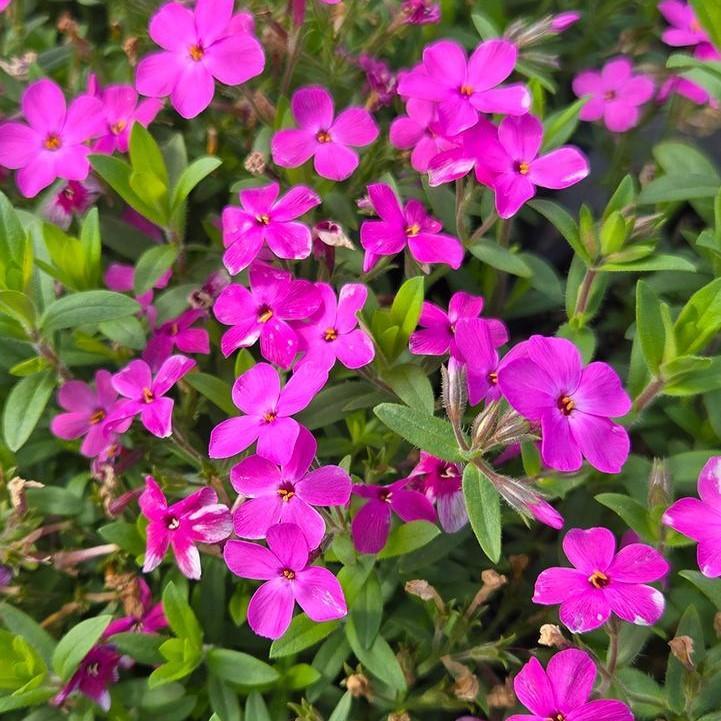 Phlox hybrid 'Woodlander Pink'  - Woodlander Pink Phlox