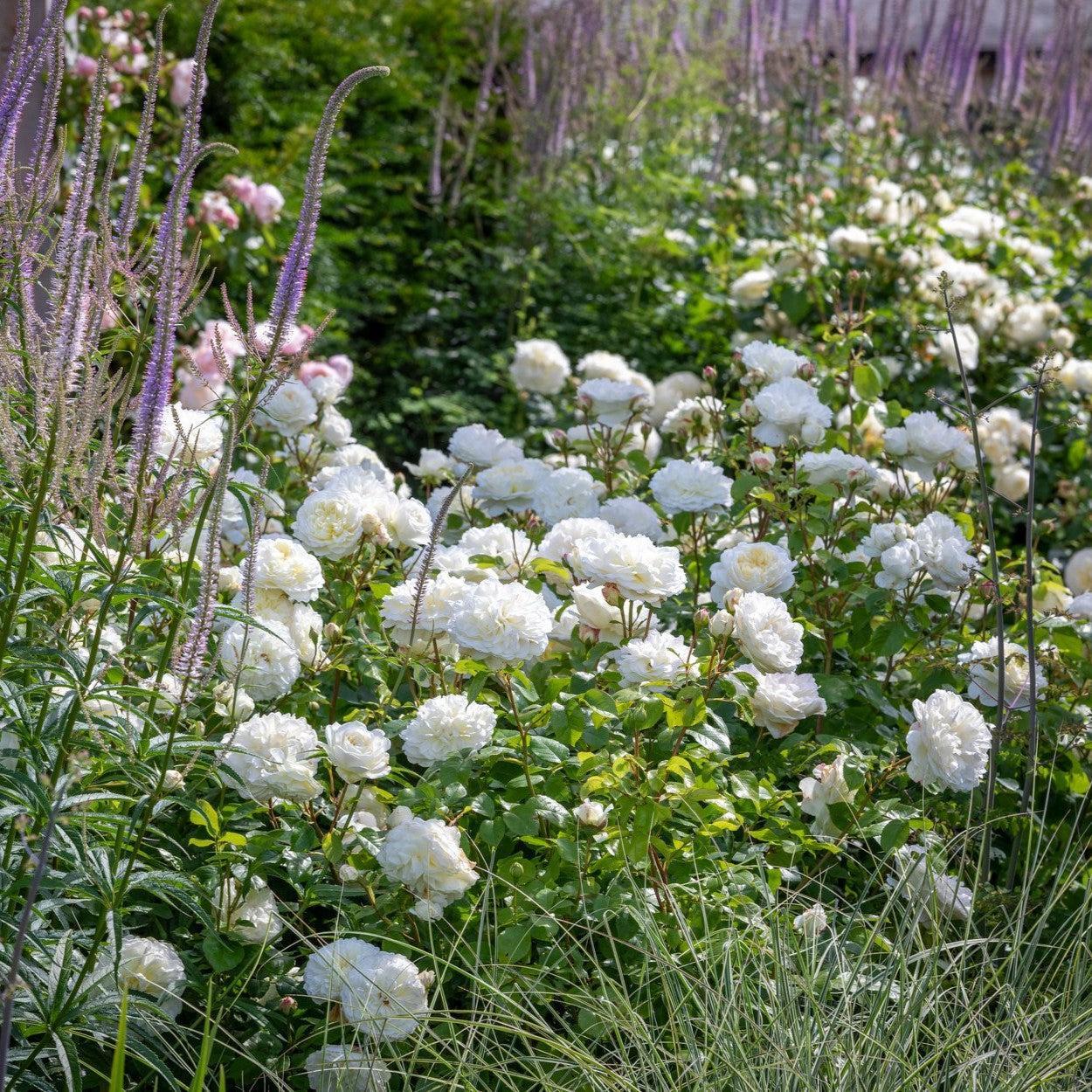 Rosa 'Ausnoble'  - Tranquillity® Rose