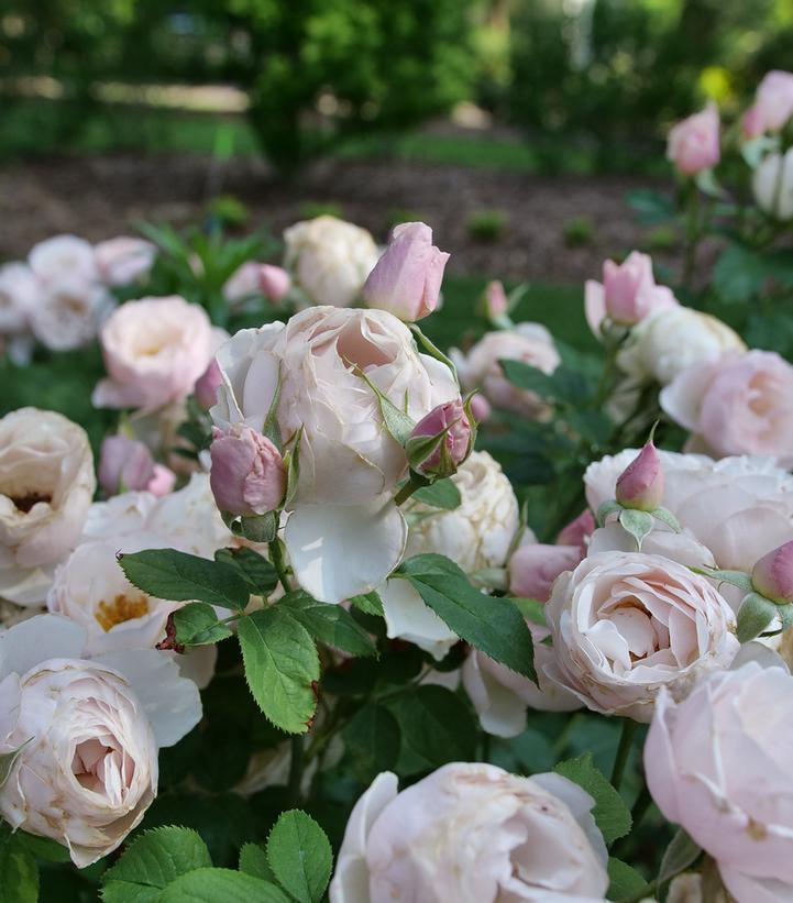 Flavorette Pear'd® Edible Rose