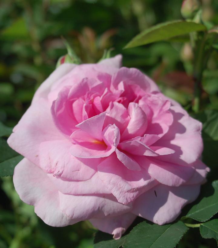 Gertrude Jekyll® David Austin® Climbing Rose
