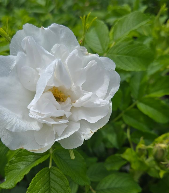 Blanc Double de Coubert Rugosa Rose