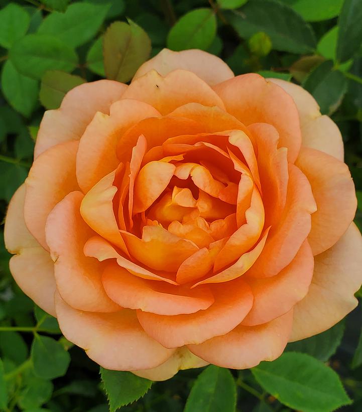 Lady of Shalott® David Austin® English Shrub Rose