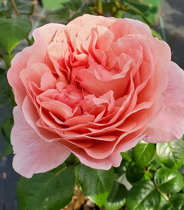 Strawberry Hill™ David Austin® Climbing Rose