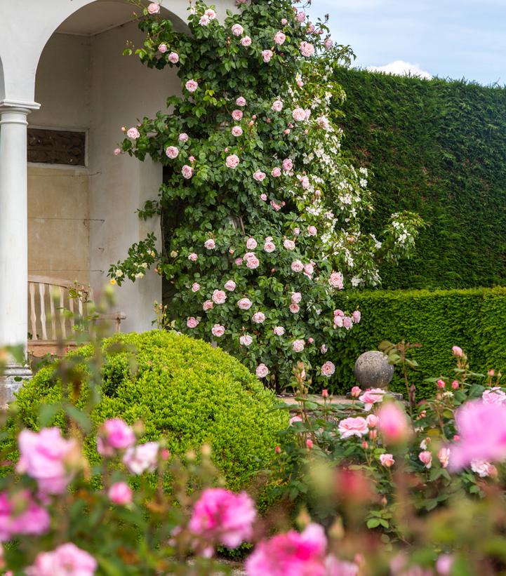The Generous Gardener® David Austin® English Shrub Rose & Short Climber