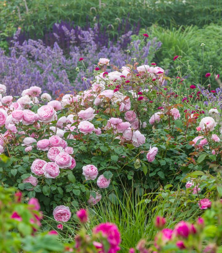 Olivia Rose Austin™ David Austin® English Shrub Rose