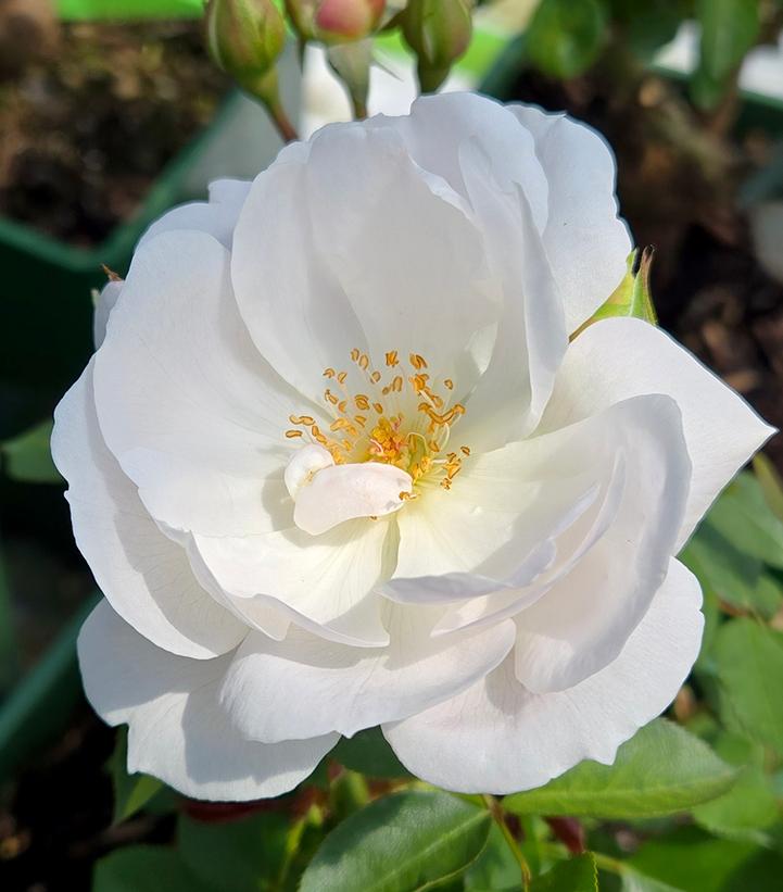 Desdemona® David Austin® English Shrub Rose