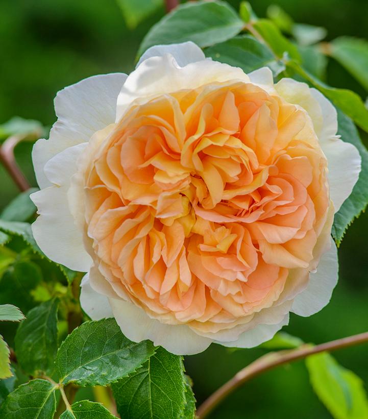 Bathsheba® David Austin® English Climbing Rose