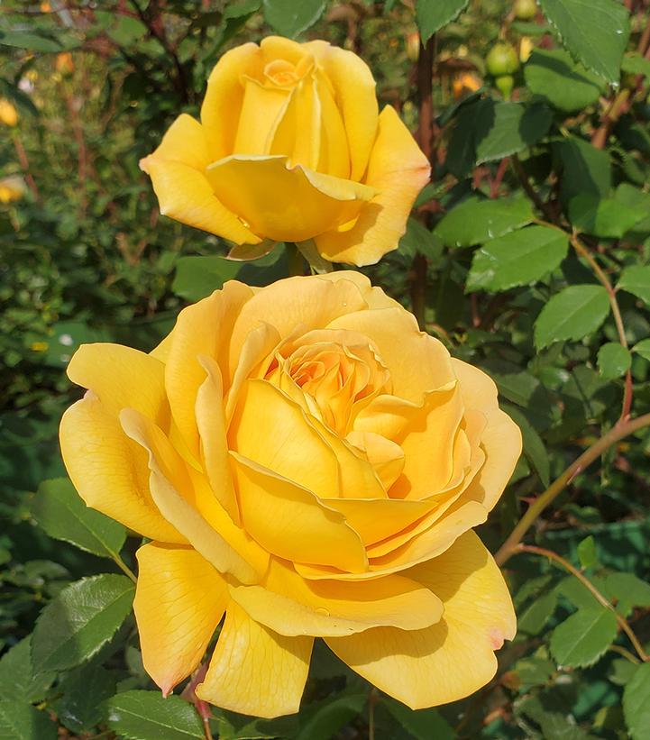 Golden Celebration® David Austin® Climbing Rose