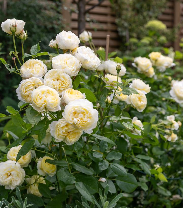 Vanessa Bell® David Austin® English Shrub Rose