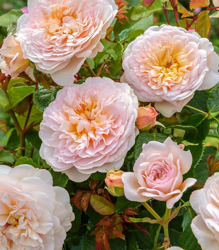 Emily Brontë™ David Austin® English Shrub Rose