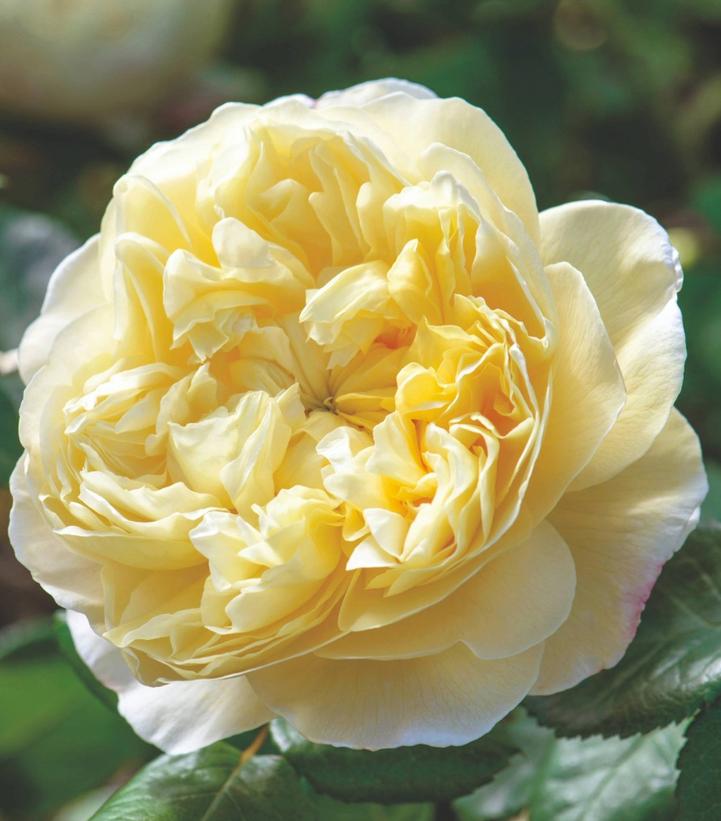 Charles Darwin™ David Austin® English Shrub Rose
