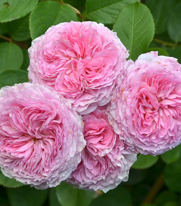 James Galway® David Austin® Climbing Rose