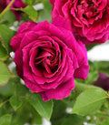 Rosa 'True Serenity'  - True Serenity Rose