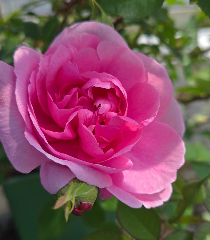 Gertrude Jekyll® David Austin® Climbing Rose