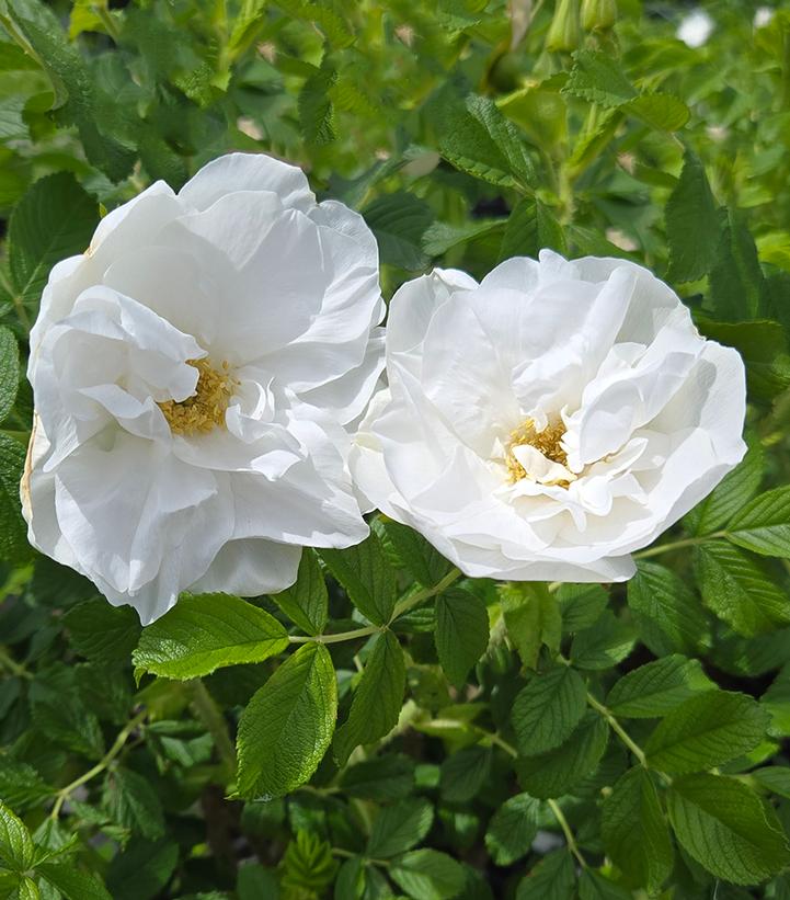 Blanc Double de Coubert Rugosa Rose