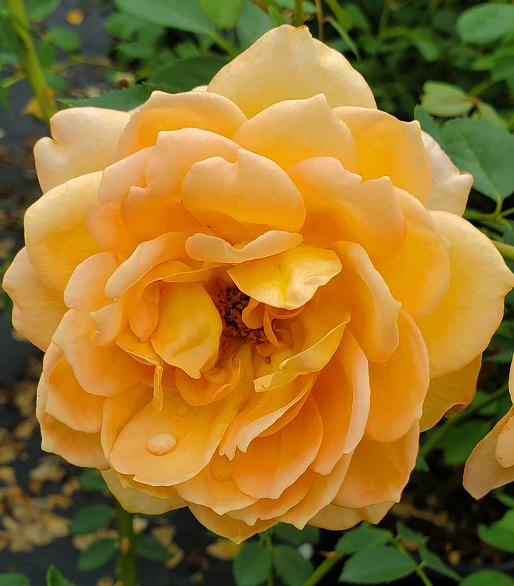 Lady of Shalott® David Austin® English Shrub Rose