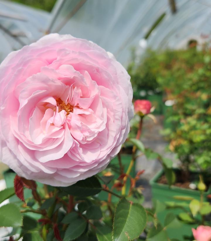 Olivia Rose Austin™ David Austin® English Shrub Rose