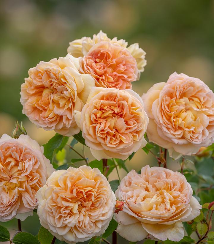 Bathsheba® David Austin® English Climbing Rose