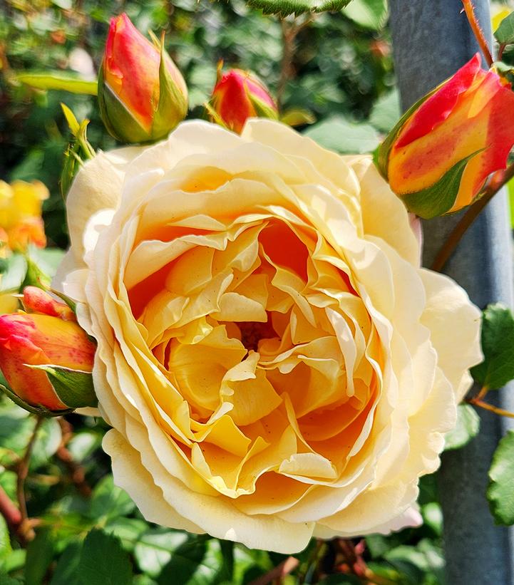 Golden Celebration® David Austin® Climbing Rose
