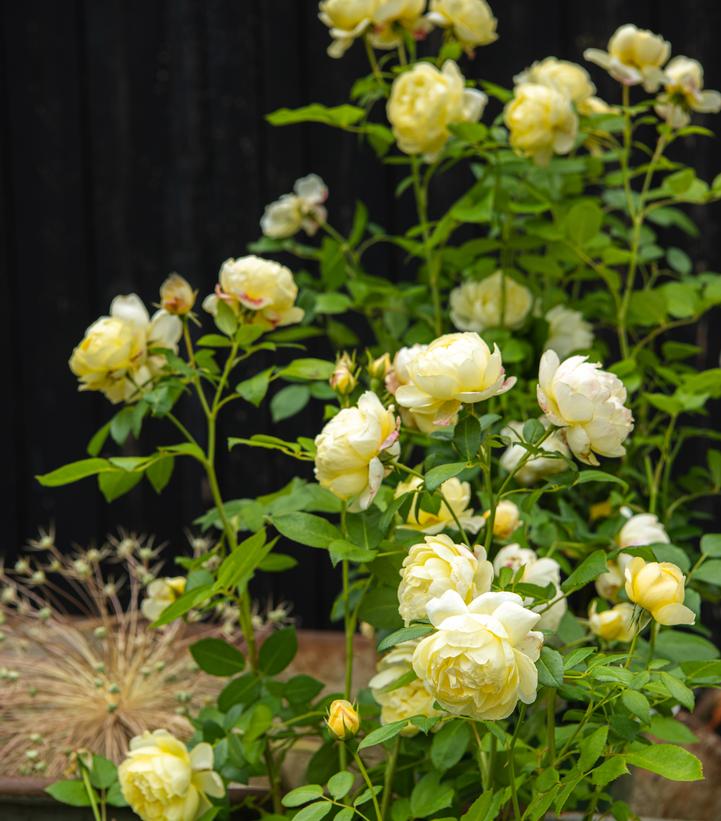Vanessa Bell® David Austin® English Shrub Rose