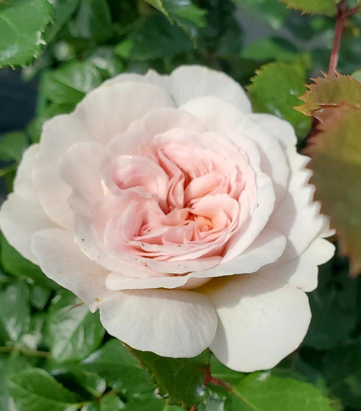 Emily Brontë™ David Austin® English Shrub Rose