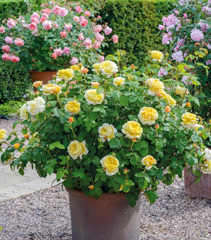 Charles Darwin™ David Austin® English Shrub Rose