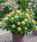 Charles Darwin™ David Austin® English Shrub Rose