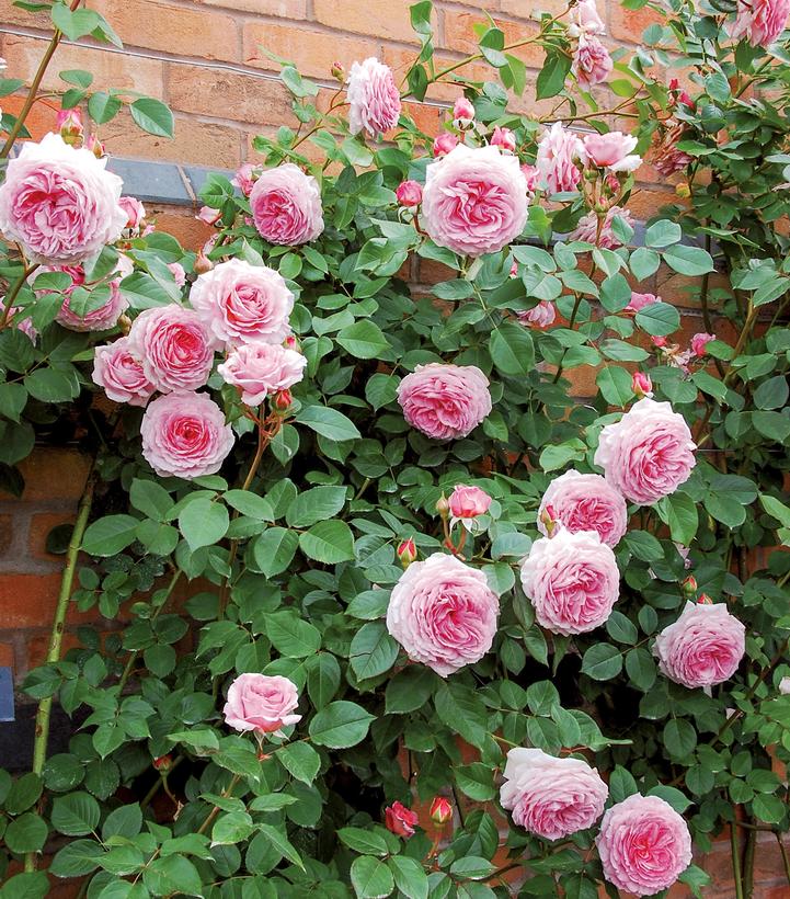 James Galway® David Austin® Climbing Rose