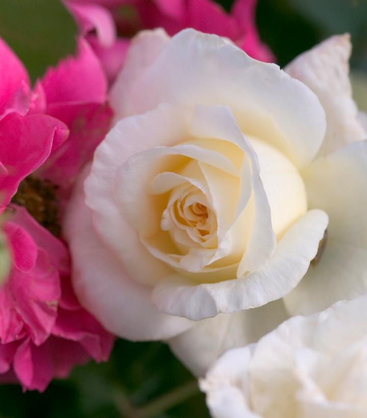 The Finest™ Hybrid Tea Rose