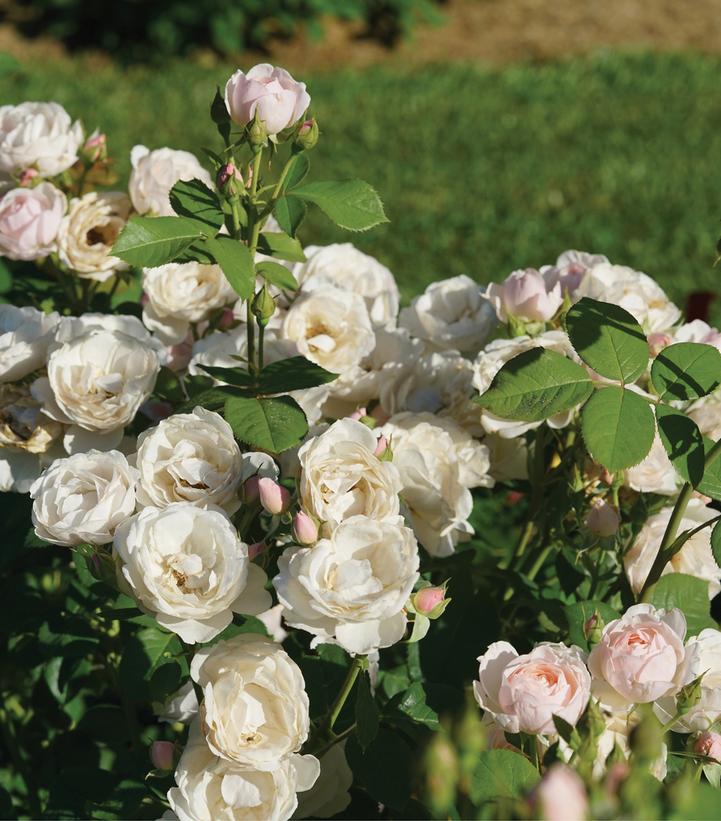 Flavorette Pear'd® Edible Rose