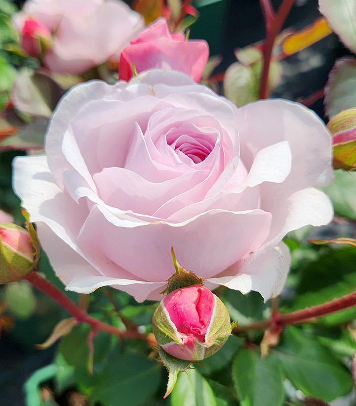 Olivia Rose Austin™ David Austin® English Shrub Rose