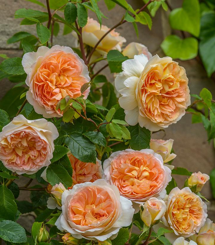 Bathsheba® David Austin® English Climbing Rose