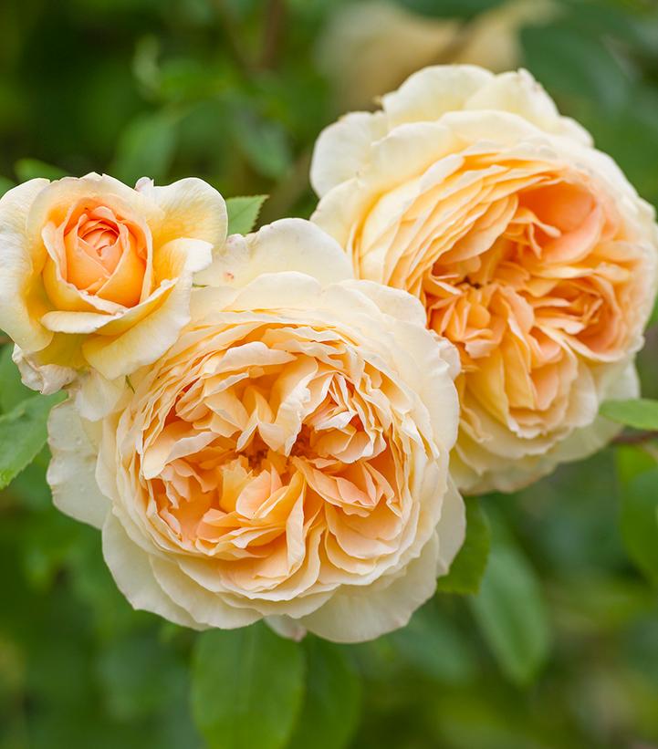 Bathsheba® David Austin® English Climbing Rose