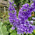 Delphinium elatum 'Aurora Lavender'  - Aurora™ Lavender Delphinium