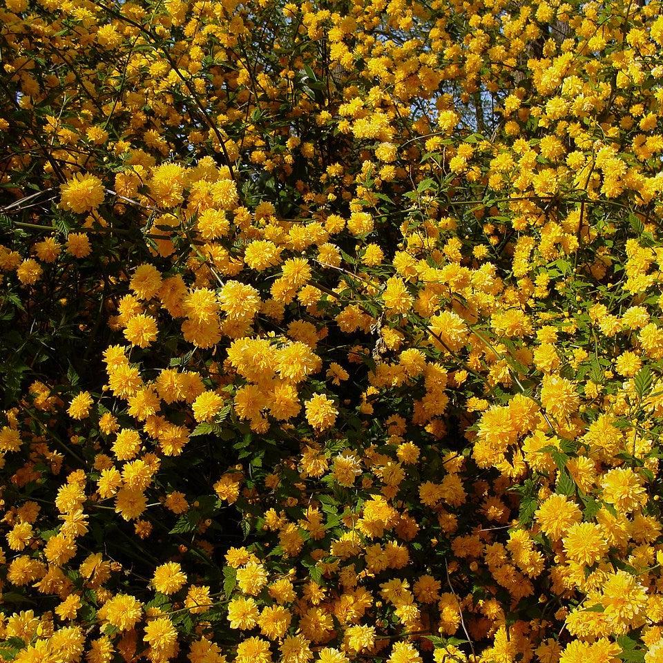 Kerria japonica 'Pleniflora'  - Double Japanese Kerria
