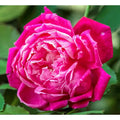 Louis Philippe Rose on Fortuniana Rootstock