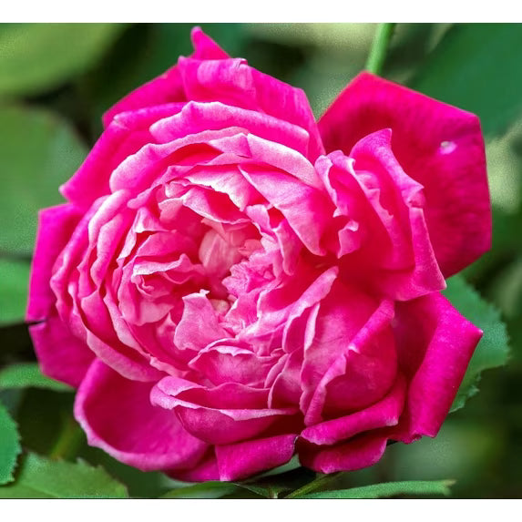 Louis Philippe Rose on Fortuniana Rootstock