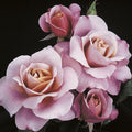 Distant Drums® Rose Bush