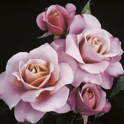 Distant Drums® Rose Bush
