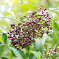 Sambucus canadensis 'Wyldewood'  - Wyldewood Elderberry