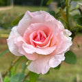 Great Century™ Rose on Fortuniana Rootstock