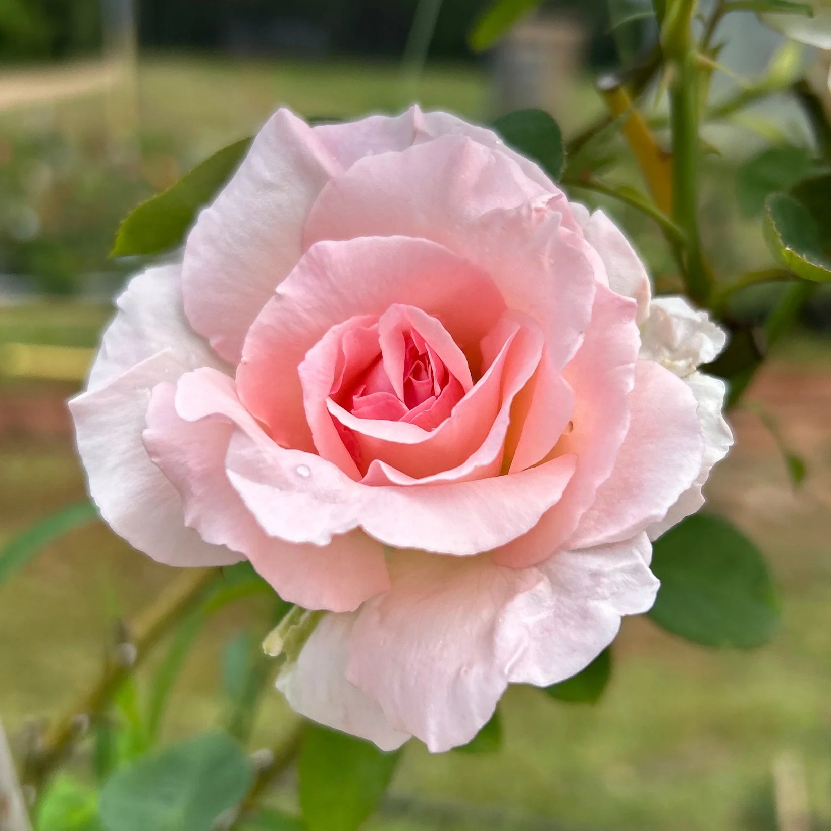 Great Century™ Rose on Fortuniana Rootstock