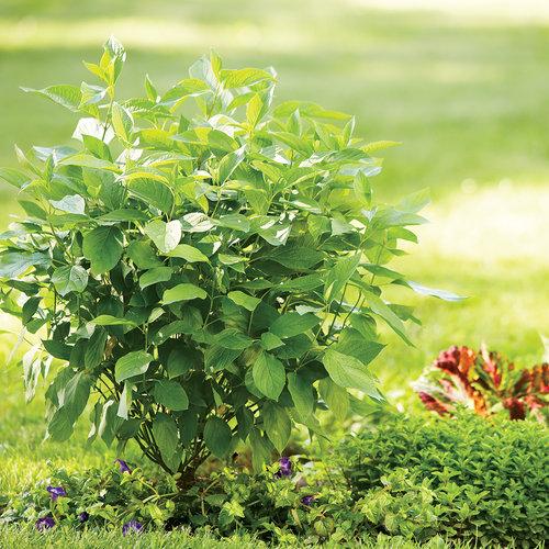 Cornus stolonifera 'Farrow'  - Arctic Fire® Red Twig Dogwood