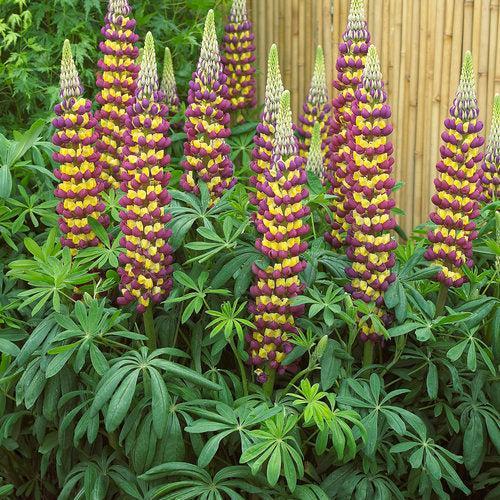 Lupinus polyphyllus 'Manhattan Lights'  - Westcountry™ Manhattan Lights Lupine