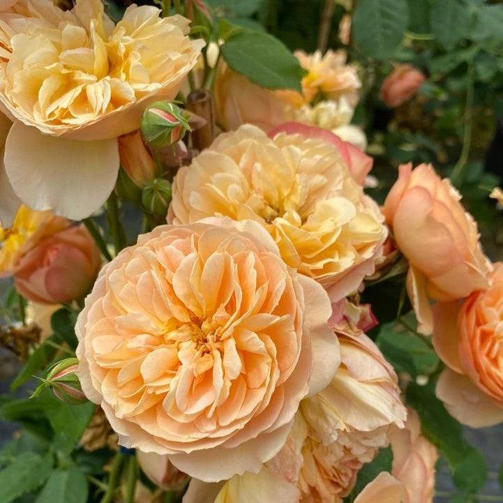 Rosa x 'Boznatafra'  - PW® Flavorette® Honey-Apricot Rose