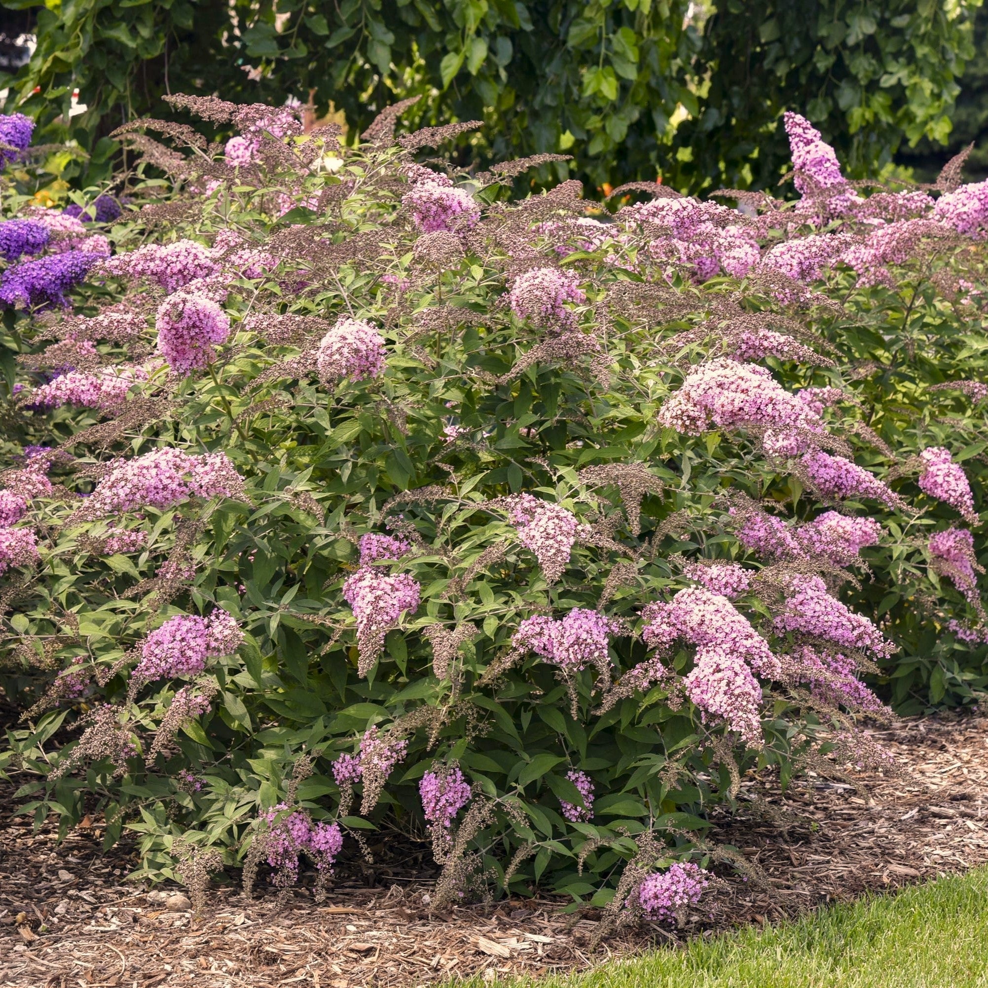 Buddleia davidii 'Pink Cascade II'  - Pink Cascade II Butterfly Bush