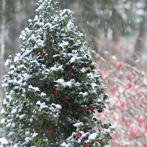 Ilex x meserveae 'Hachfee'  - Castle Spire® Blue Holly